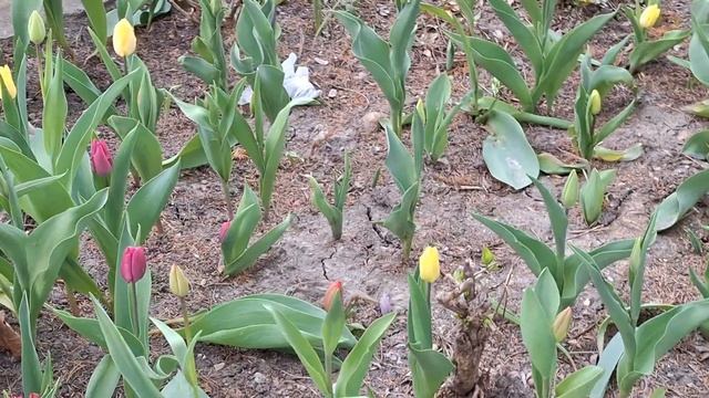 Красивое Сочетание РАСЦВЕТКИ😉 ТЮЛЬПАНОВ - весна Приш смотреть онлайн
