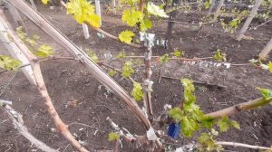 Когда снимать обвязку с прививки винограда на кусты