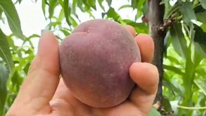 Персик Франкойз (Франсуазе). Peach Francoise. Сорт з незвично ?