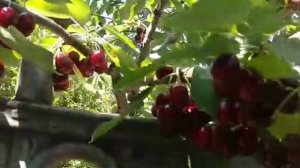 Черешня Лапінз (Лапінс). Додатково про сорт. Повна стиг