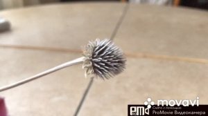 Эхинацея как сухоцвет.И чем я её окрашиваю)