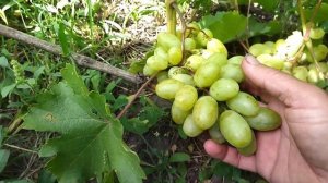 ГФ Загадка Калугина с очень плотной мякотью селекции ?