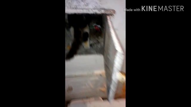 Прикольный котик смотреть онлайн