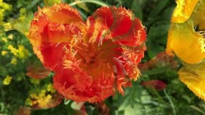 Вот так опять прошла весна. Стихи и видеомонтаж мои. Музыка Надежды Симонян, Людмилы Лядовой