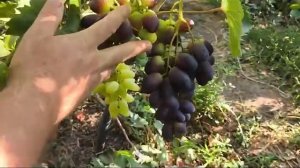 КУПЕЦ и ТАЙСОН виноград новинки Калугина Виктора на 01.