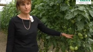 Пинк Калибр - самый сладкий вкус розового томата!