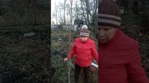 УКРЫВАЕМ МОЛОДОЙ ПЕРСИК