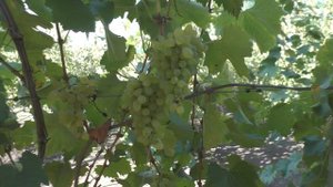 Виноград к- ш Хоуп