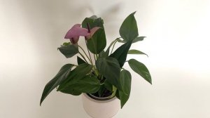 Антуриум Зизу