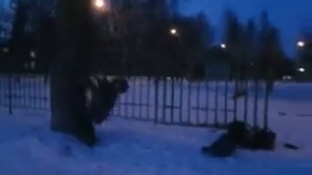 Новые приколы.Врезался в дерево.Ухохочешься, влепился в дерево. смотреть онлайн