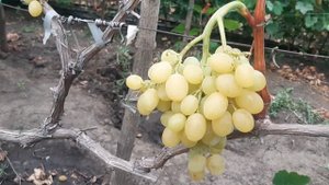 Регал сидлис. лучший кишмиш ЮАР. Действительно хорош