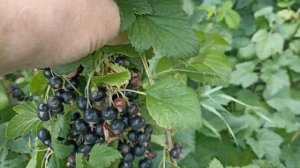 Чёрная смородина ТИБЕН обзор