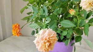 Роза Кордана из пятёрочки спустя 3 месяца, как сохрани?