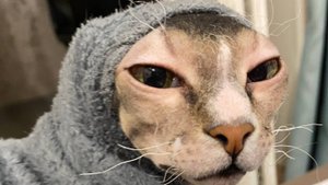 Валера принимает солнечные ванны. Пушистая и лысый друг.