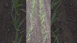 Капельный полив. Рыхление чеснока.