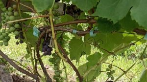 Виноград Таёжный в начале августа  рядом с Питером