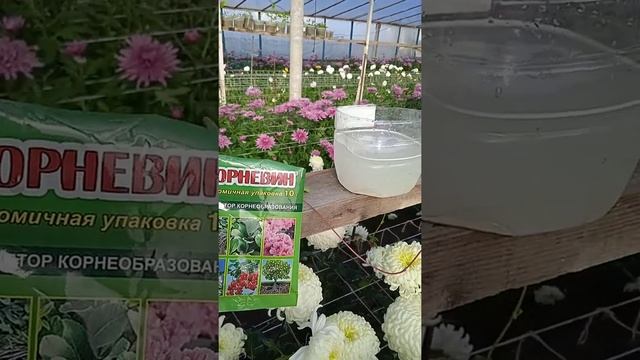 Укоренение винограда,, Велес,, смотреть онлайн