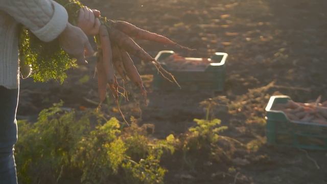 9. Моркови, зеле, дини и пъпеши - обвързано подпомагане смотреть онлайн