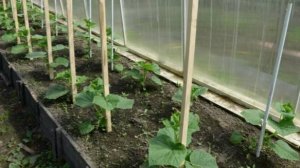 Подберите оптимальные сроки, когда можно сажать огурцы, кабачки и тыквы