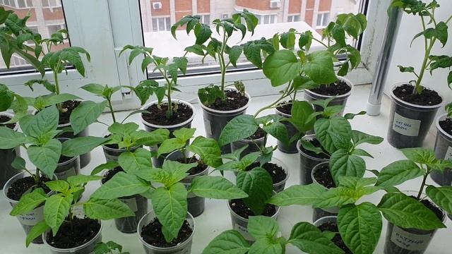 ПЕРЕТЯЖКА НА СТВОЛЕ ТОМАТА. ЧАСТЬ 2. смотреть онлайн