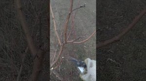 ФОРМИРОВКА ПЕРСИКА НА ТРЕТИЙ ГОД