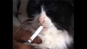 Курящий кот