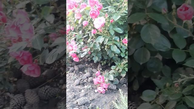 Розы Ангела и Джаз смотреть онлайн