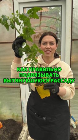 Как правильно подвязывать вытянувшуюся рассаду