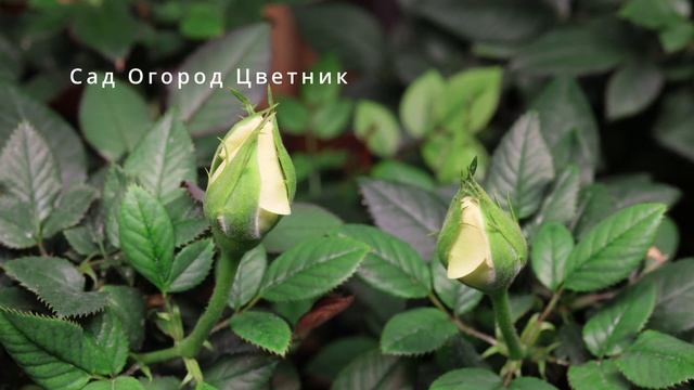 Таймлапс роза кордана смотреть онлайн