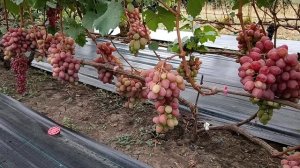 Виноград Казимир(Калугин В. М.) Людочка, виноградник Ко