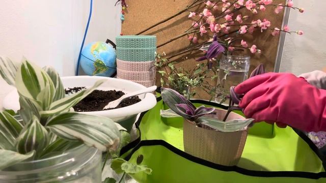 Сажаю с вами супер цветы 🌺Новинки традесканций РЕО, А смотреть онлайн