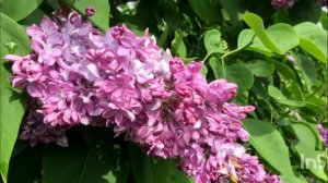 Сирень Богдан Хмельницкий