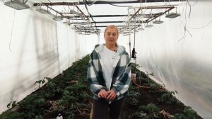 Приобрести сорт томата Даша — смотрите описание.