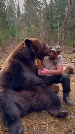 Медвежьи нежности