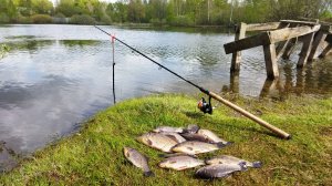 КАРАСЬ на фидер! Только насадил и сразу поклёвка  рыбалка в мае.