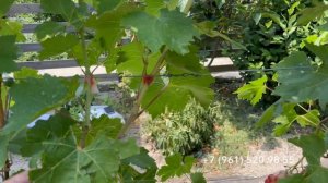 Виноград Купидон, 31 июля 2024 год, Новороссийск.