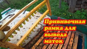 СТАВЛЮ ПРИВИВКИ НА МАТОК, ПРОВЕРКА НУКЛЕУСОВ НА ОБЛЁТ МАТОК.