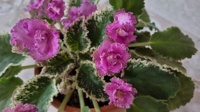 ЛФ-Алиса #комнатныецветы #цветыдлядома #flowers #фиалки #а?