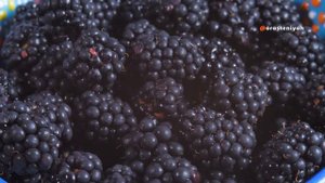 Как Выращивать Ежевику в Домашних Условиях 🍓