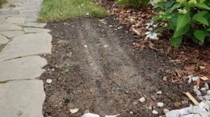 Новый сад на даче часть (17)