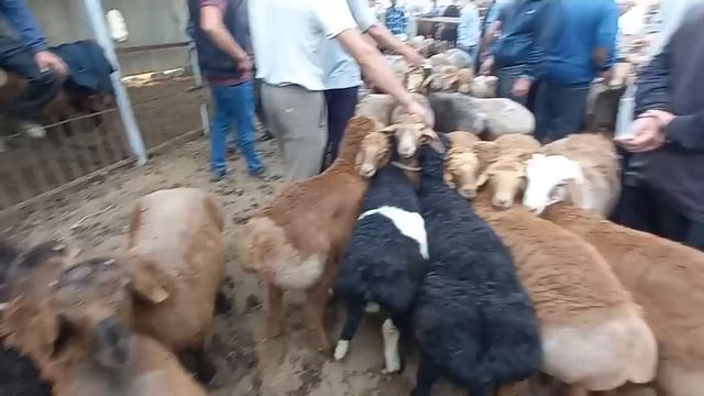Панчшанбе Бозори Гулакандоз 8-май, нархи гушт,помидор,?