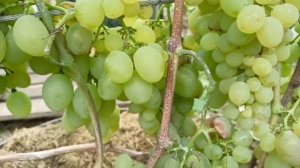 ТРЕСК ЯГОД ВИНОГРАДА.