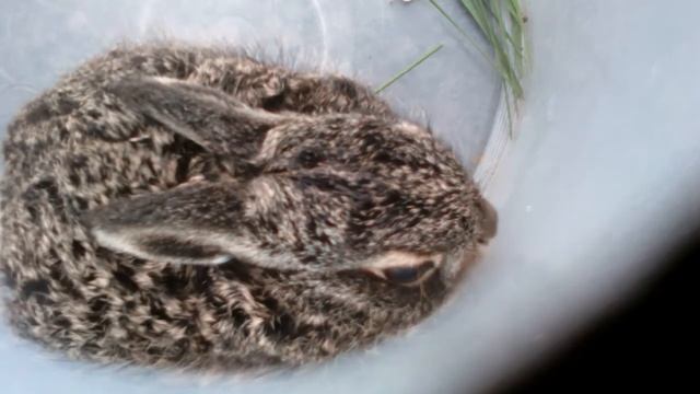 Прикол заяц смотреть онлайн