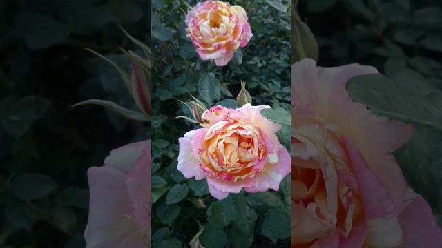 Первая волна цветения 🌹 2024 май. смотреть онлайн