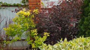 Новый сад на даче часть (19)