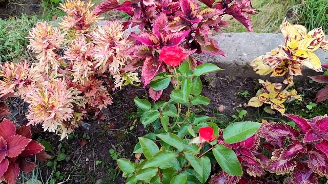 Розы-спрей.Задик. смотреть онлайн