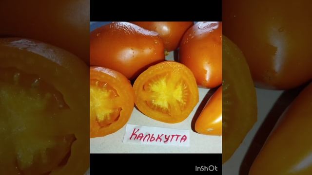 Томаты Калькутта и Суровая дыня поволжских немцев .