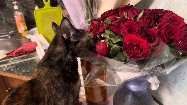 Кошка Фрося ест розы!!! смотреть онлайн