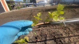 Нормировка побегами куста винограда Рататуй.