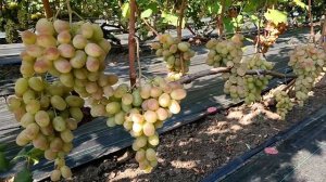 Виноград Стильный (Калугин В. М.) Виноградник Король В.